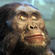 Una reconstrucción de la cabeza del ancestro humano Australopithecus afarensis